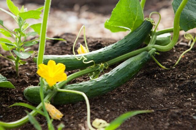 5 Ideas to Utilize Your Garden this Summer